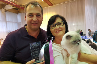 Oscar wurde Beste erwachsene Katze der gesamten Show