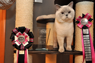 Oscar wurde Beste erwachsene Katze der gesamten Show