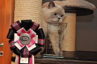 Oscar wurde Beste erwachsene Katze der gesamten Show