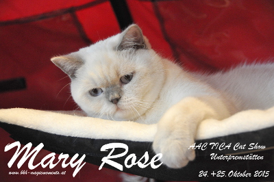 Mary Rose und Mumin sind Teilnehmer dieser Katzenausstellung