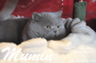 Mumin liegt entspannt im Ausstellungssturdy