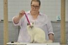 Oscar bei Tica Richterin Phillipa Holmes aus England
