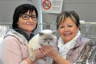 Oscar wurde 2x Beste erwachsene Katze der Show