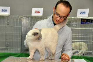 Oscar wurde 2x Beste erwachsene Katze der Show