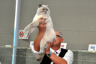 Oscar wurde 2x Beste erwachsene Katze der Show