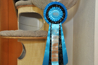 Oscar wurde 2x Beste erwachsene Katze der Show
