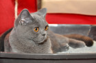 Queeny bei Tica Richterin Marion Schiff aus den USA