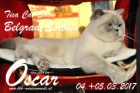 TICA Cat Show Belgrad Serbien Maerz 2017