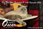 TICA Cat Show Budapest 19.+20.11. 2016
