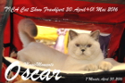 TICA Cat Show Frankfurt 30.April+01.Mai 2016