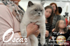 TICA Cat Show Unterpremstätten 2016
