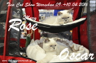 TICA Cat Show Warschau 09.+10.April 2016