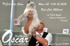 TICA Cat Show Wien Dezember 2016