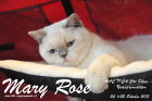 TICA Cat Show Unterpremstätten 24.+25.10.2015 by AAC
